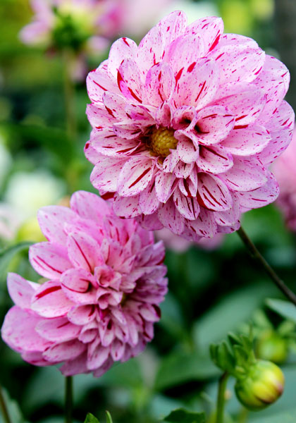 Gypsy Girl dahlia heirloom bulbs #1