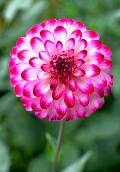 Little Robert dahlia heirloom bulbs #2