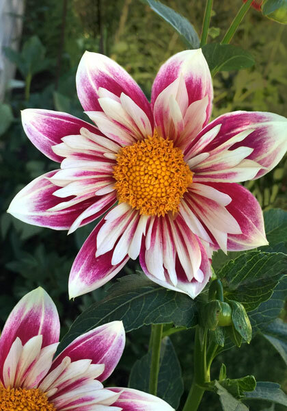 Fashion Monger dahlia heirloom bulbs #2