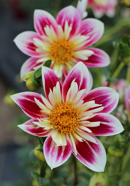 Fashion Monger dahlia heirloom bulbs #1