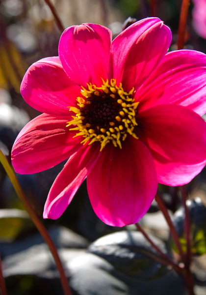 Roxy dahlia heirloom bulbs #1