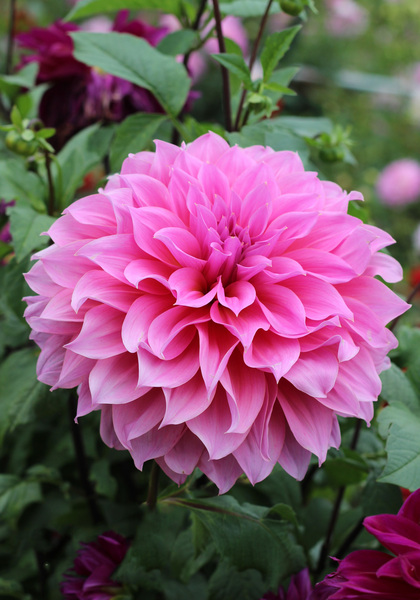 Arthur Hambley dahlia heirloom bulbs #2