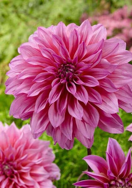 Arthur Hambley dahlia heirloom bulbs #3