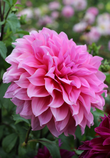 Arthur Hambley dahlia heirloom bulbs #1