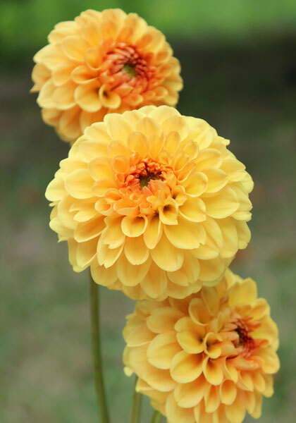 Golden Scepter dahlia heirloom bulbs #2