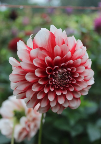 Musette dahlia heirloom bulbs #2