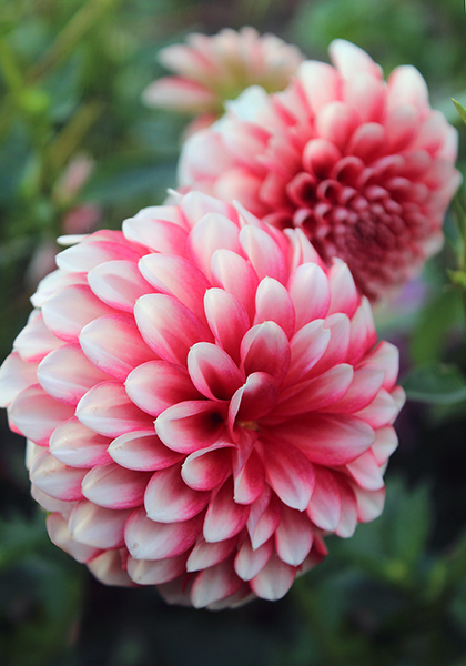 Musette dahlia heirloom bulbs #1