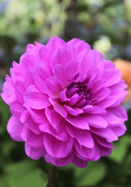 Requiem dahlia heirloom bulbs #2