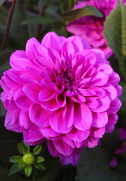 Requiem dahlia heirloom bulbs #3