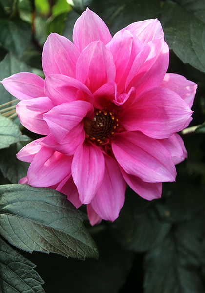 Fascination dahlia heirloom bulbs #2