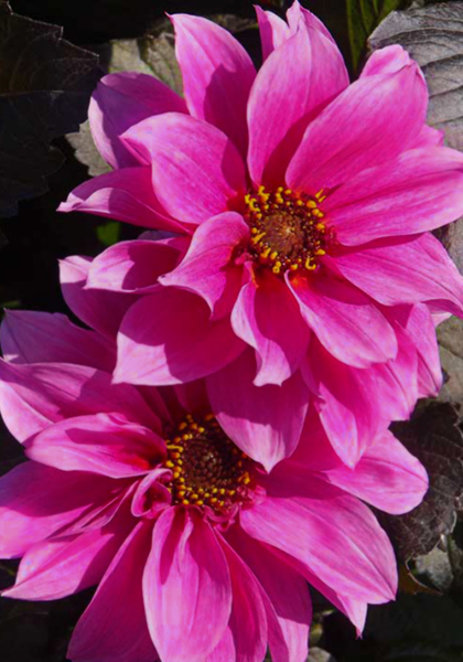 Fascination dahlia heirloom bulbs #3