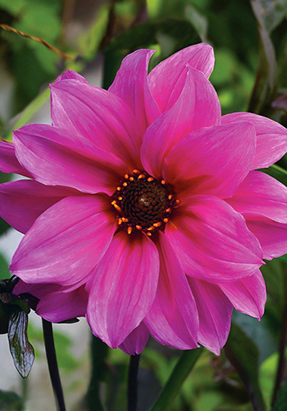 Fascination dahlia heirloom bulbs #4