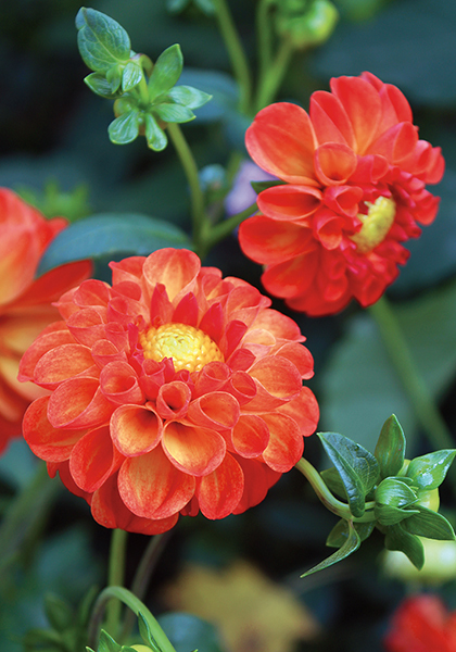 New Baby dahlia heirloom bulbs #2