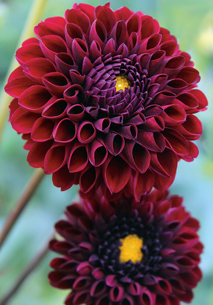 Natal dahlia heirloom bulbs #2