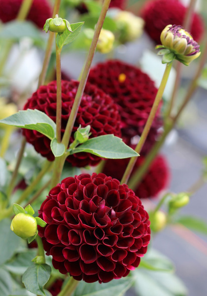 Natal dahlia heirloom bulbs #1