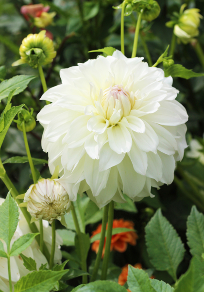Sterling Silver dahlia heirloom bulbs #2