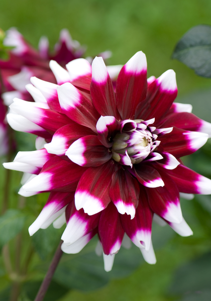 Duet dahlia heirloom bulbs #2