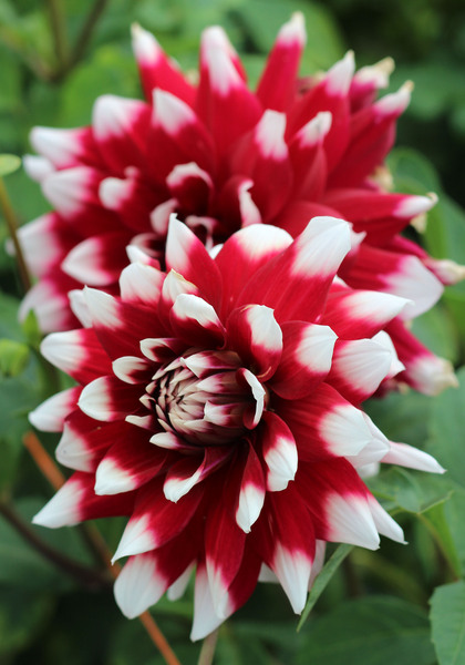 Duet dahlia heirloom bulbs #1