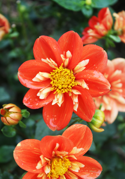 Alstergruss dahlia heirloom bulbs #2
