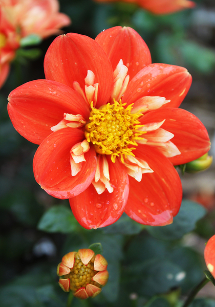 Alstergruss dahlia heirloom bulbs #1