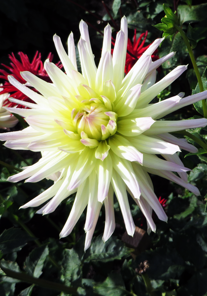 Shooting Star dahlia heirloom bulbs #1