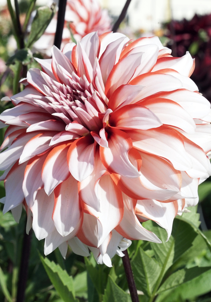 Santa Claus dahlia heirloom bulbs #2