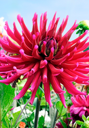 Orfeo dahlia heirloom bulbs
