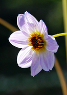 <i>merckii</i> dahlia heirloom bulbs