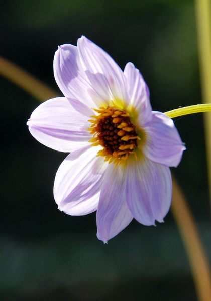<i>merckii</i> dahlia heirloom bulbs #1