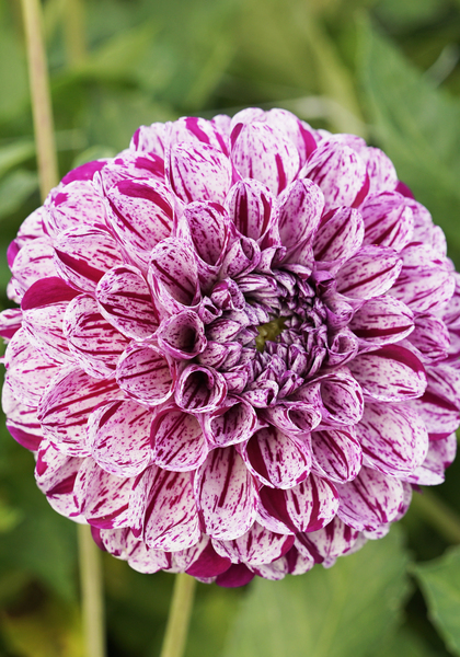 Marble Ball dahlia heirloom bulbs #2