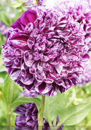 Marble Ball dahlia heirloom bulbs