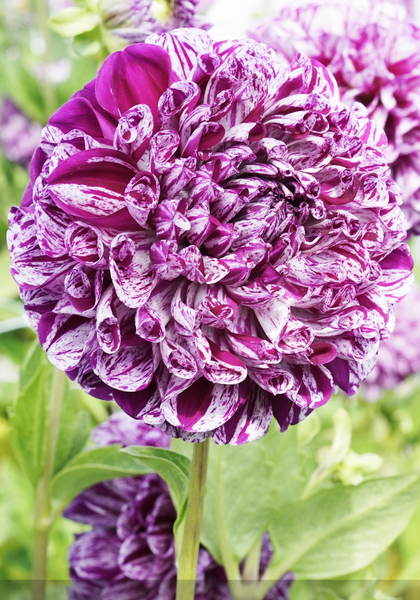 Marble Ball dahlia heirloom bulbs #1