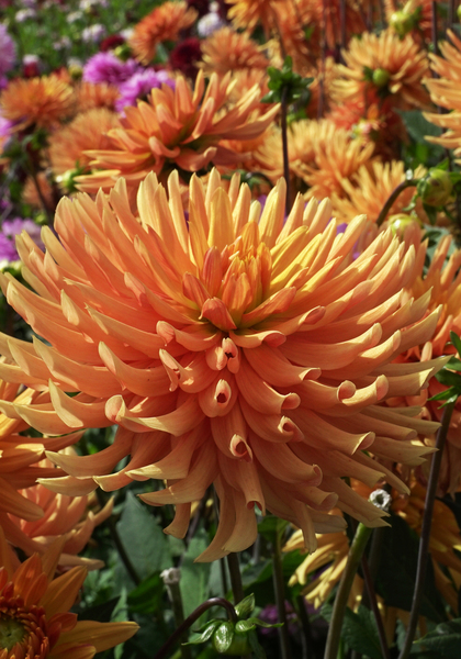 Ludwig Helfert dahlia heirloom bulbs #2