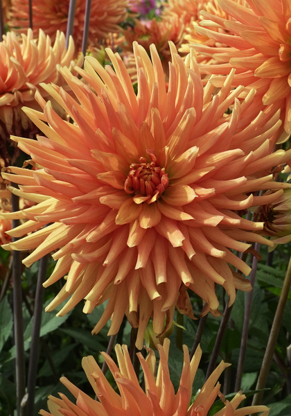 Ludwig Helfert dahlia heirloom bulbs #1