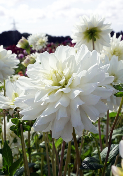 Le Castel dahlia heirloom bulbs #2
