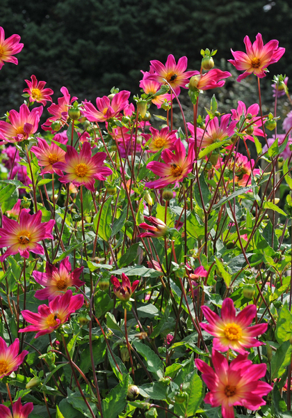 Bright Eyes dahlia heirloom bulbs #2