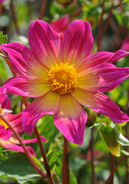 Bright Eyes dahlia heirloom bulbs #1