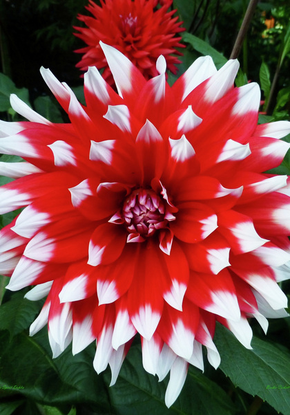Blithe Spirit dahlia heirloom bulbs #1