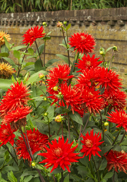 Vulcan dahlia heirloom bulbs #2