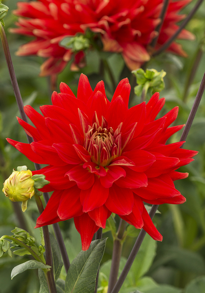 Vulcan dahlia heirloom bulbs #3