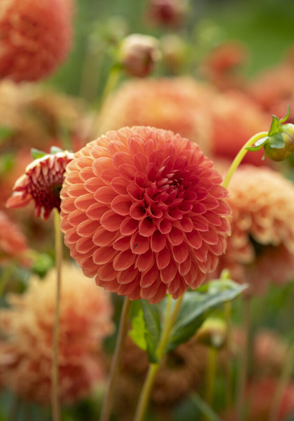 Safe Shot dahlia heirloom bulbs #1