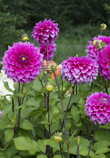 Jocondo dahlia heirloom bulbs #2