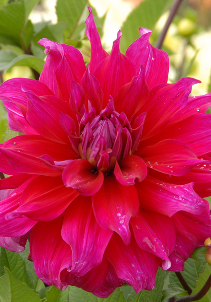 Jocondo dahlia heirloom bulbs #3