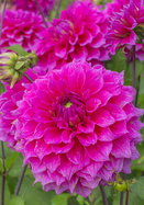 Jocondo dahlia heirloom bulbs