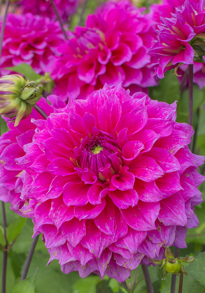 Jocondo dahlia heirloom bulbs #1