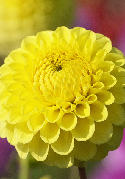 Golden Torch dahlia heirloom bulbs #2