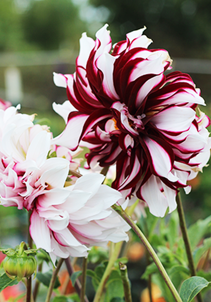 Tartan dahlia heirloom bulbs #2