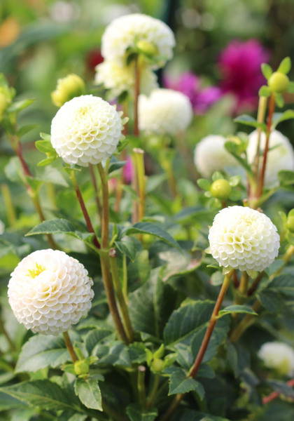Small World dahlia heirloom bulbs #2