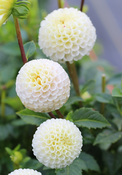 Small World dahlia heirloom bulbs #1