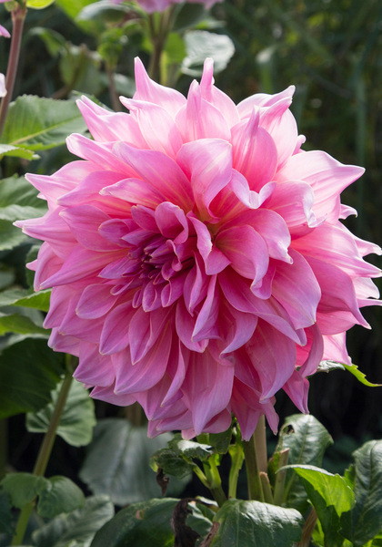 Otto’s Thrill dahlia heirloom bulbs #2
